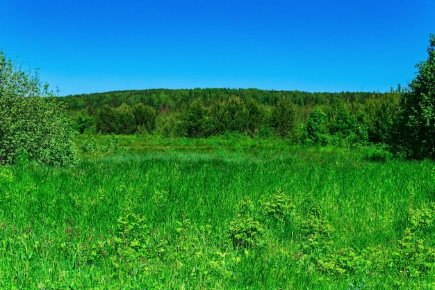 森の端に草のタソックがあるフェン牧草地