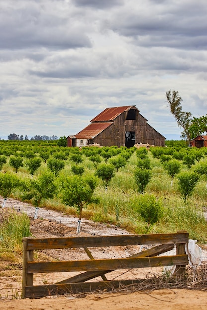 Fence around spring baby fruit trees on farm with old red barn