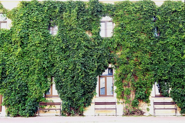 Fence of beautiful fresh green leaves on the big two floors builging. Nature concept.