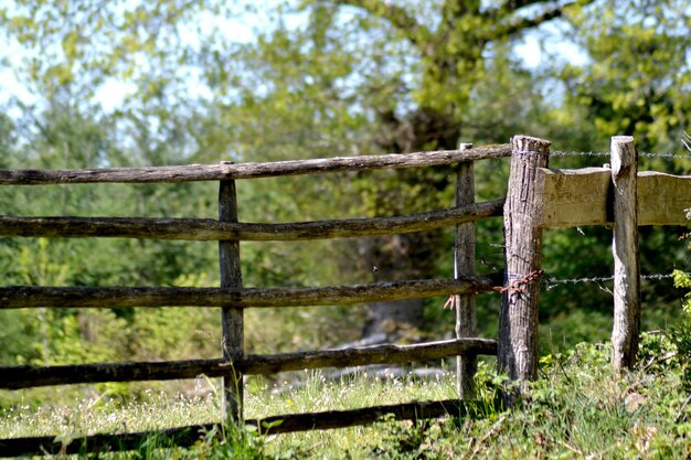 Photo fence by trees in forest