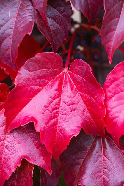 Foto recinzione coperta di foglie d'autunno di edera rossa stagione autunnale ottobre foglie di edera rossa d'autunno sullo sfondo della parete foglie rosse di uve vergini colori d'autunno