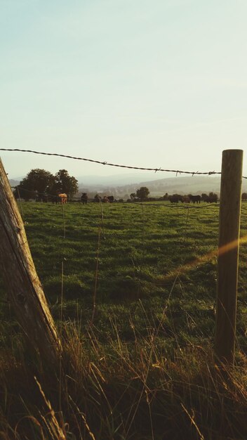 Fence on field against sky