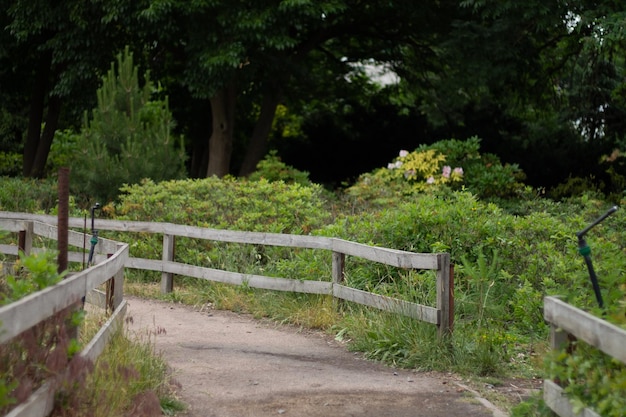 fence and green bushes road in the forest