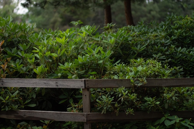 fence and green bushes road in the forest