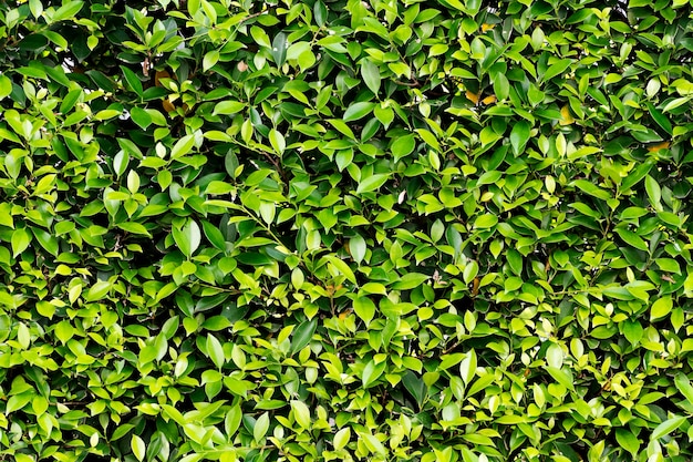 울타리 녹색 잎 벽 배경