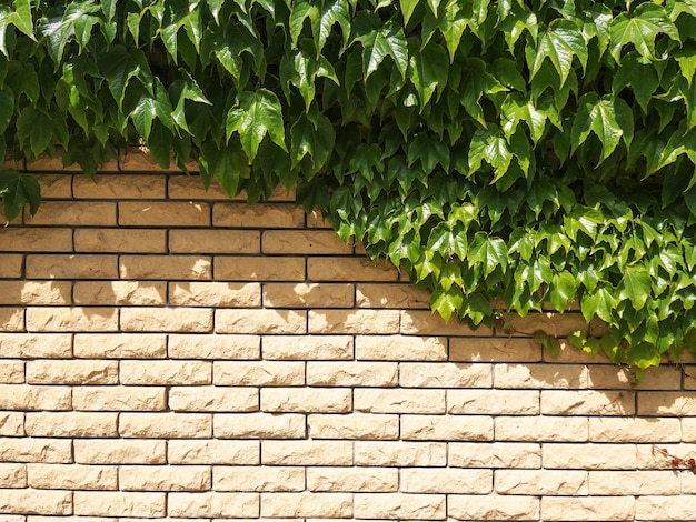 フェンスは、植物で覆われたベージュの質感のレンガでできています