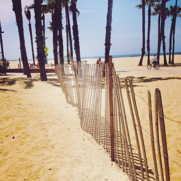 Fence and palm trees on beach