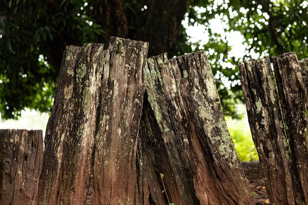 Fence of rough boards