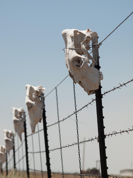 Fence with cow skulls around western ranch.