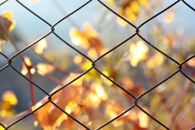 Fence with metal grid