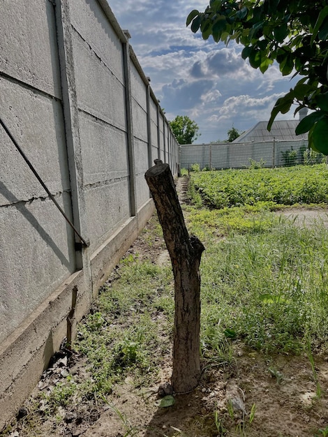 A fence with a tree in the background