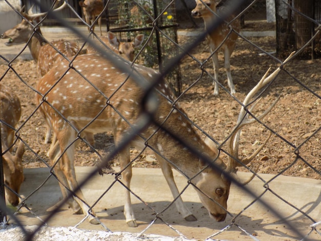 Foto la recinzione di uno zoo