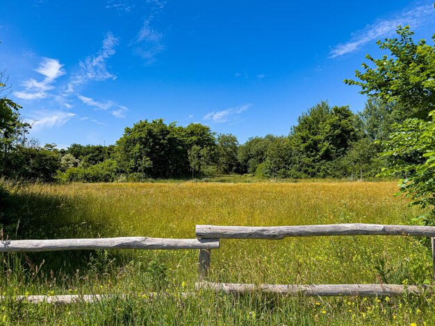 Fenced landscap