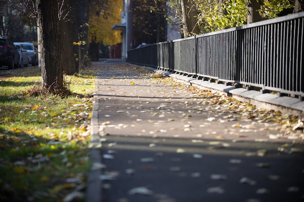 柵で囲まれた歩道は黄色の葉で覆われています