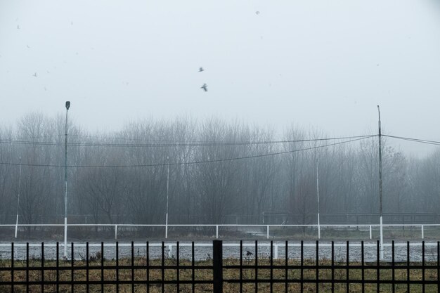 Fences poles and trees in the fog