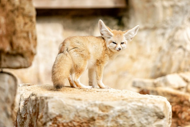 Фенек пустынная лисица