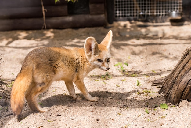 フェネックまたは砂漠のキツネ、動物園のかわいいキツネ