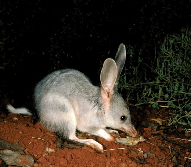 Photo fennec fox or desert fox