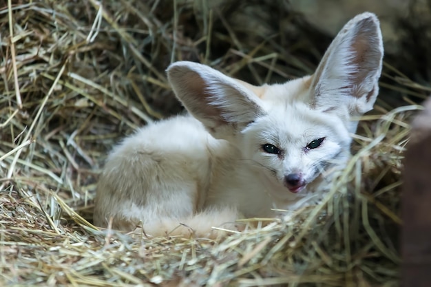 송곳니에 누워있는 Fennec 여우