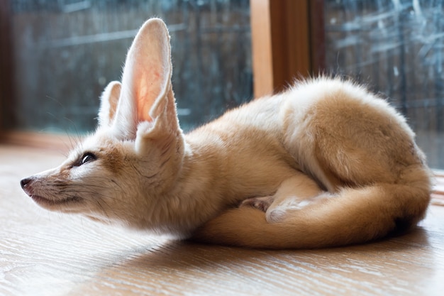 Fennec fox