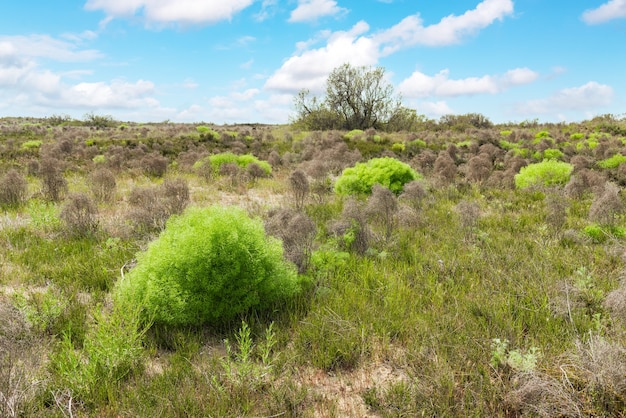 Fennel shrubs in the steppe