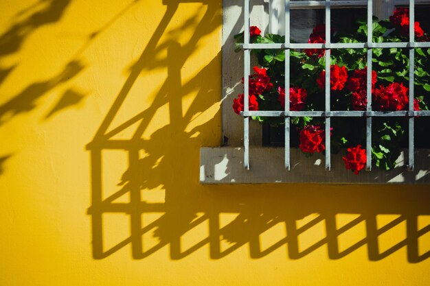 Fenstergitter mit blumen und licht und schatten