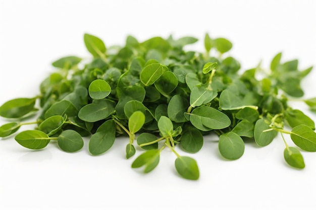 Photo fenugreek leaves on white background