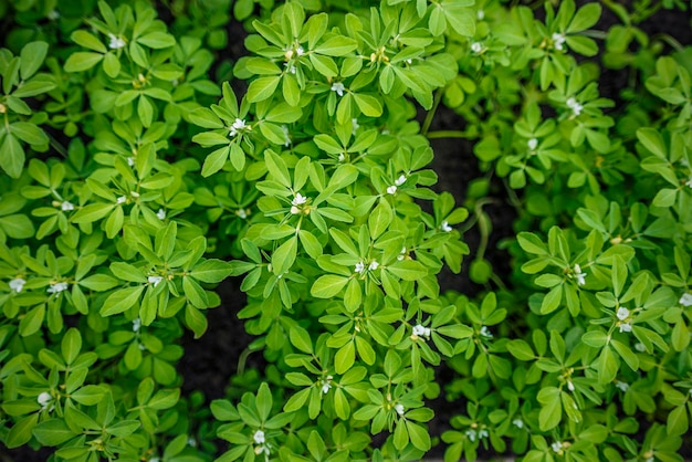 Fenugreek plant in field. Green Fenugreek . Fresh Green Fenugreek LeavesÂ .