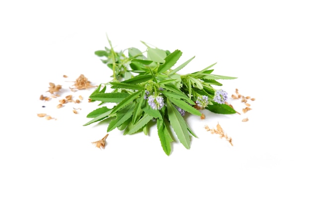 Fenugreek twigs Fresh fenugreek with leaves flowers and seeds A spicy plant trigonella