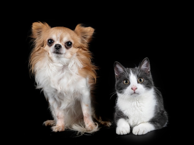 Feral cat and chihuahua in front of black surface