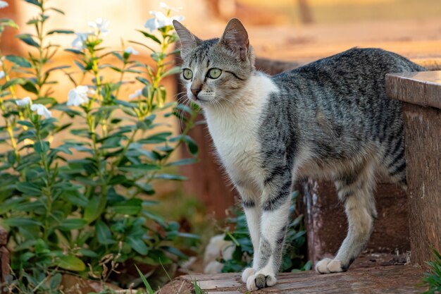 選択的な焦点で墓地に捨てられた野生の飼い猫