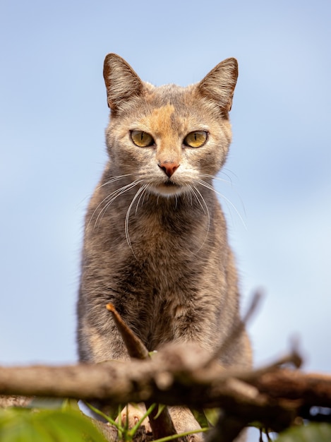 Feral domestic cat on top of a tree with selective focus