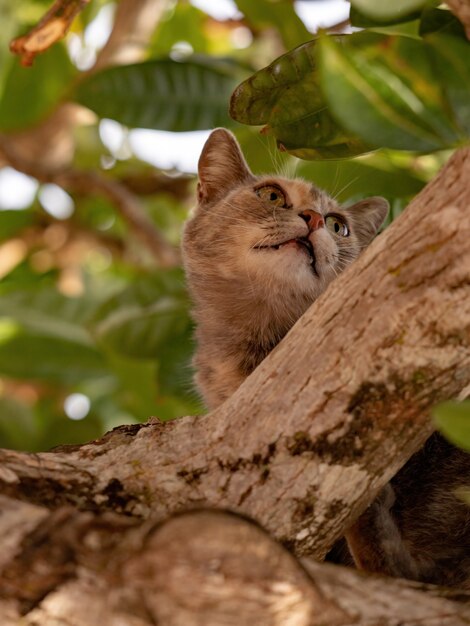 Feral domestic cat on top of a tree with selective focus