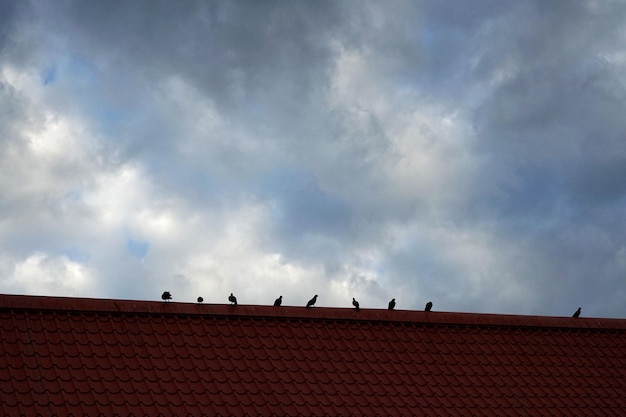 Feral pigeon on the roof with nimbus clouds in the blue sky backgrounds