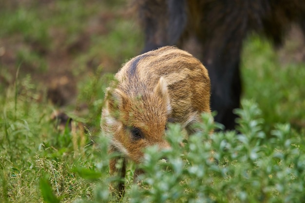 Feral pigs, sow and piglets rooting for food