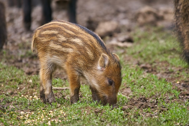 Feral pigs, sow and piglets rooting for food