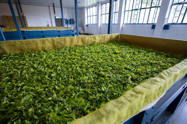 Ферментация производства чая в фабрике