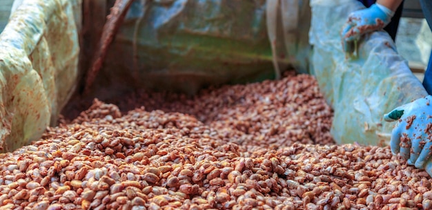新鮮なカカオの種を発酵させてチョコレートを作る 労働者が発酵したカカオの種をすくう