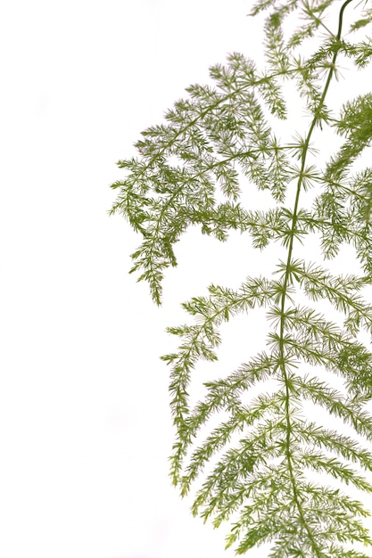 Fern asparagus garden plant