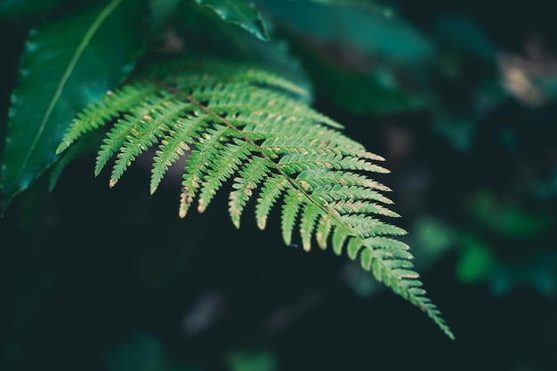 fern background floral