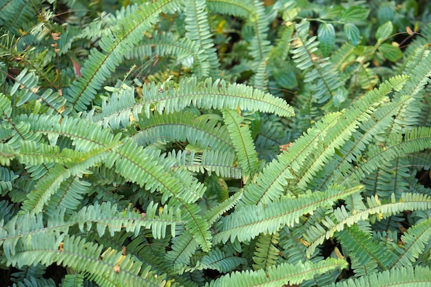 Fern background in the park