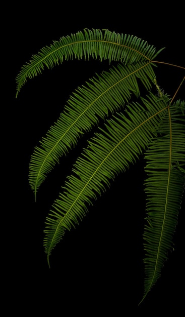 Fern on a black background