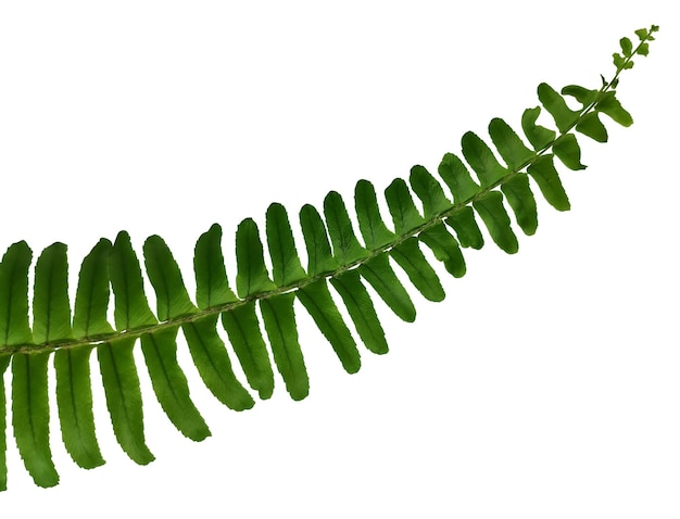 Fern branch isolated