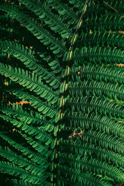 Fern branch midsummer in northern forest background or wallpaper idea for eco product presentation or digital composition vertical frame