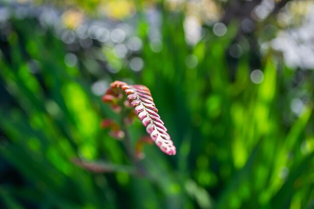 自然の中で屋外のシダの発芽の花のクローズ アップ