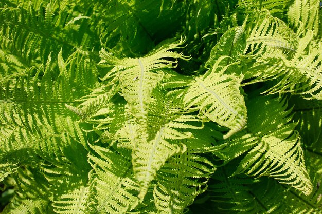 Fern Bush blad textuur close-up achtergrond