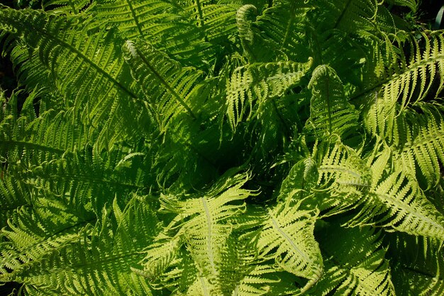 Fern Bush leaf texture closeup background