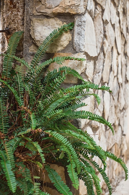 Fern bush on a stone wall vertical frame selective focus Background idea about home plants urban environment