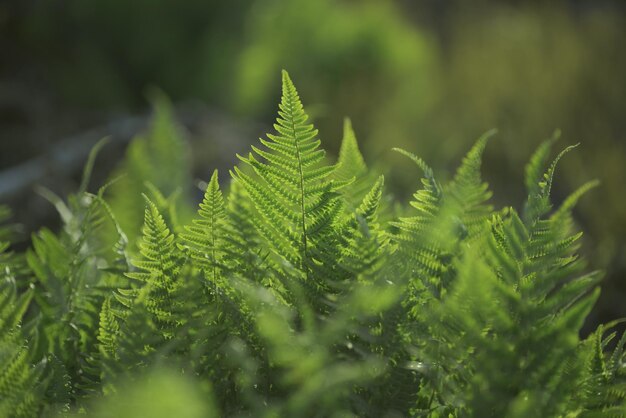 写真 フェルンの茂みを上から見る