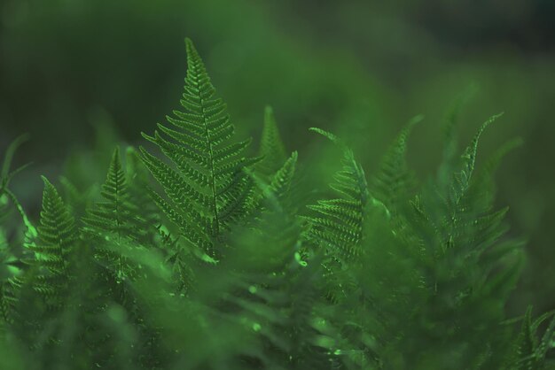 Fern bushes View from above